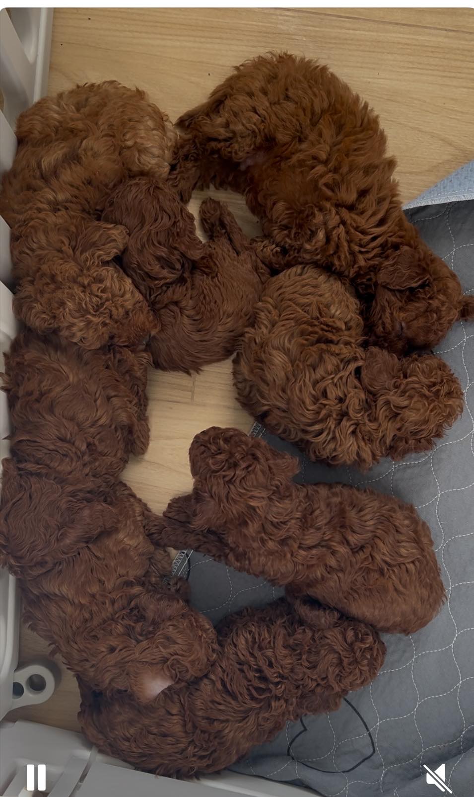 Cuccioli di barboncino toy