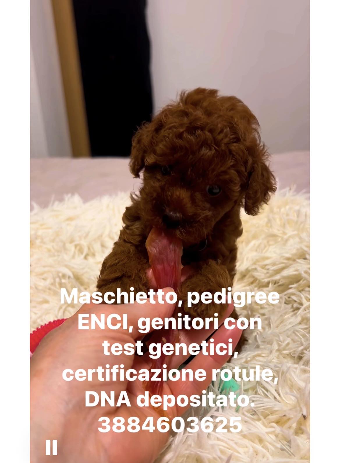 Cuccioli di barboncino toy