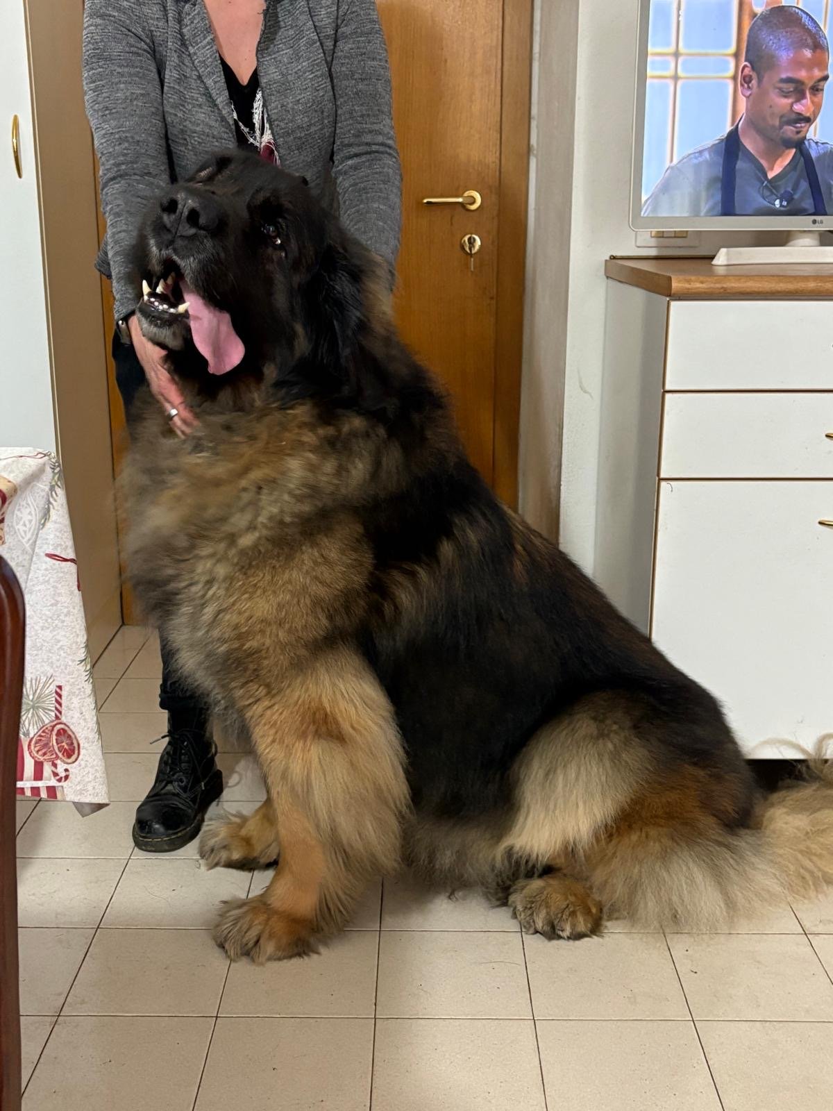 Cuccioli di Leonberger