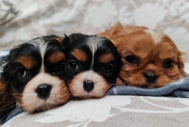 CAVALIER CON PEDIGREE ENCI