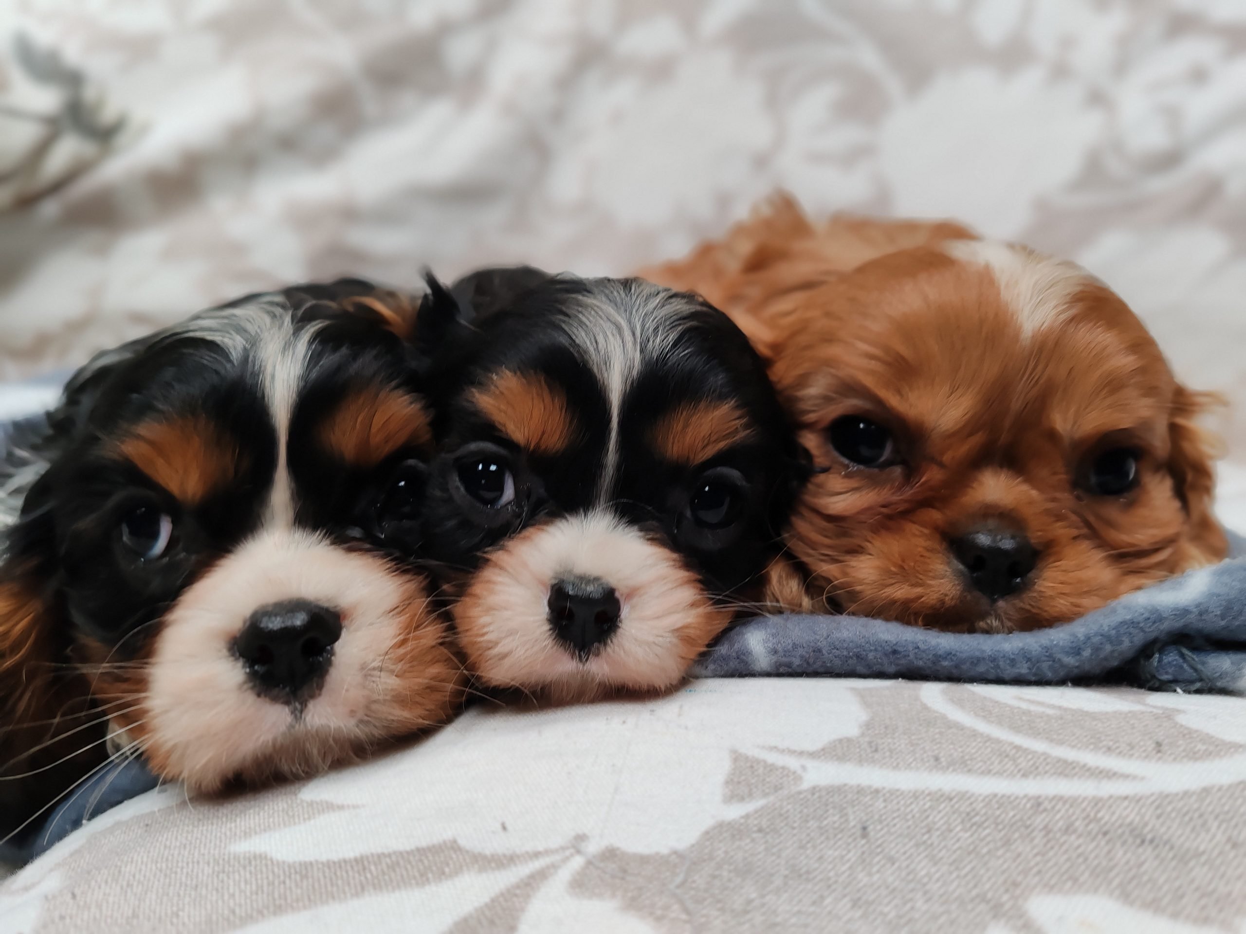 CAVALIER CON PEDIGREE ENCI