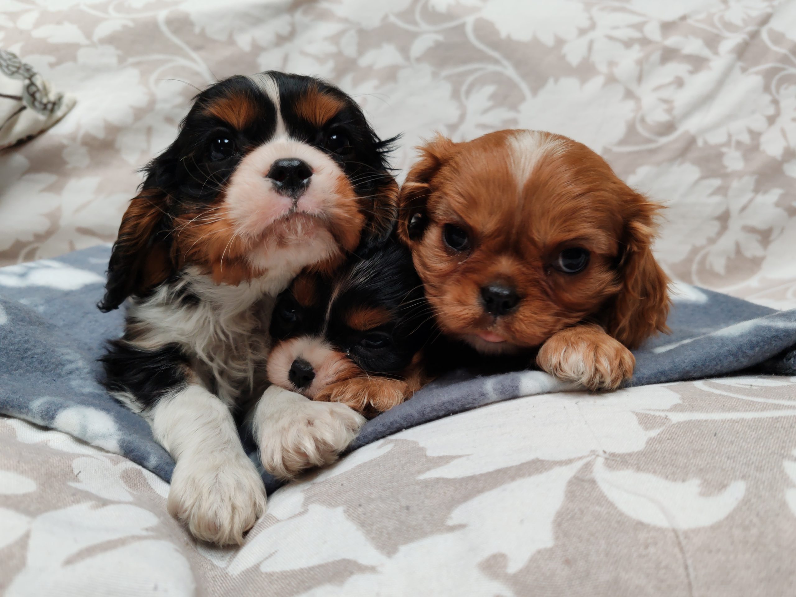 CAVALIER CON PEDIGREE ENCI