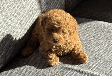 Cucciola Barboncino mini Toy