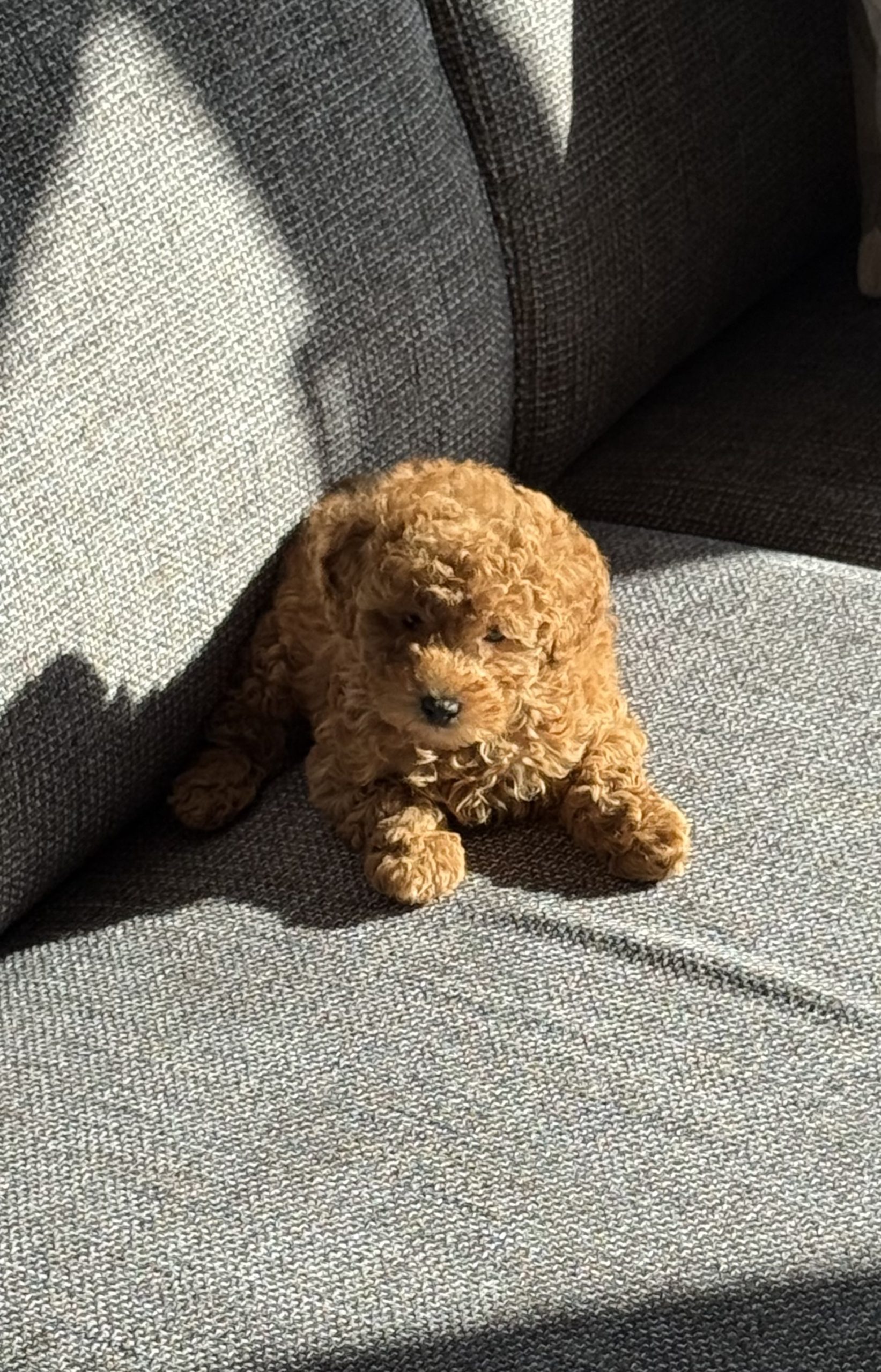 Cucciola Barboncino mini Toy