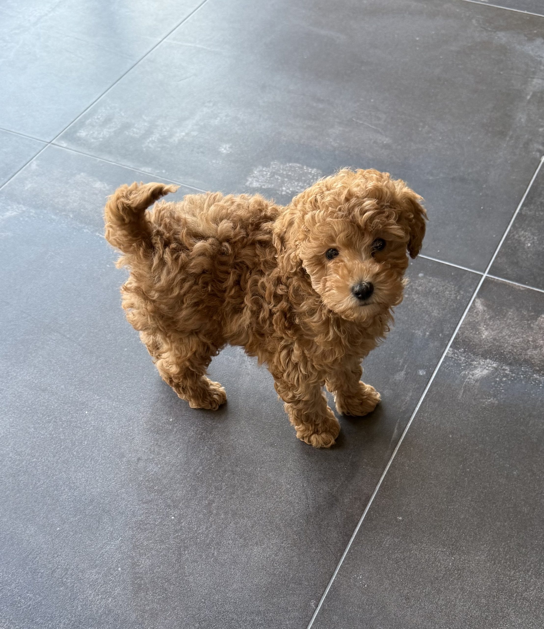 Cucciola Barboncino mini Toy