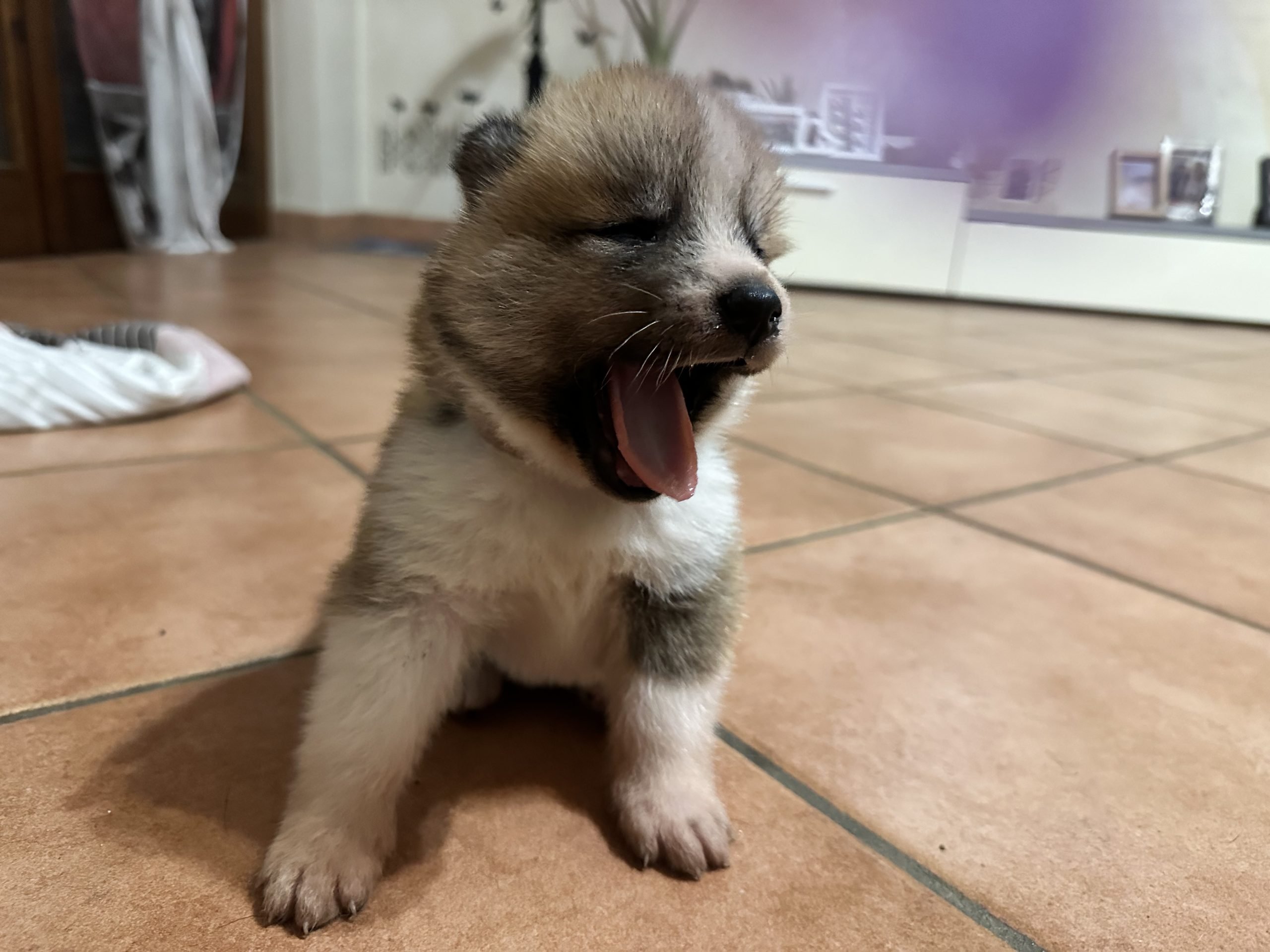 Cuccioli akita inu