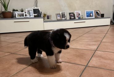 Cuccioli akita inu