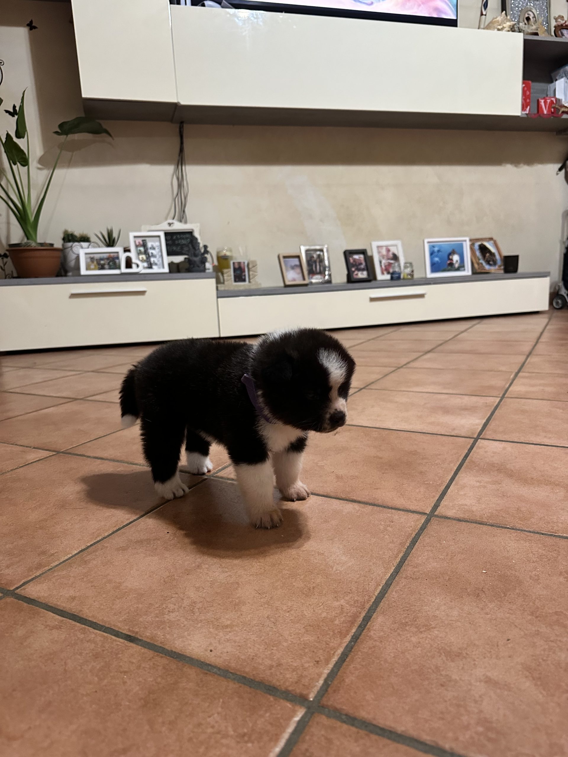 Cuccioli akita inu