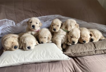 Cuccioli Golden Retriever Americano 100%