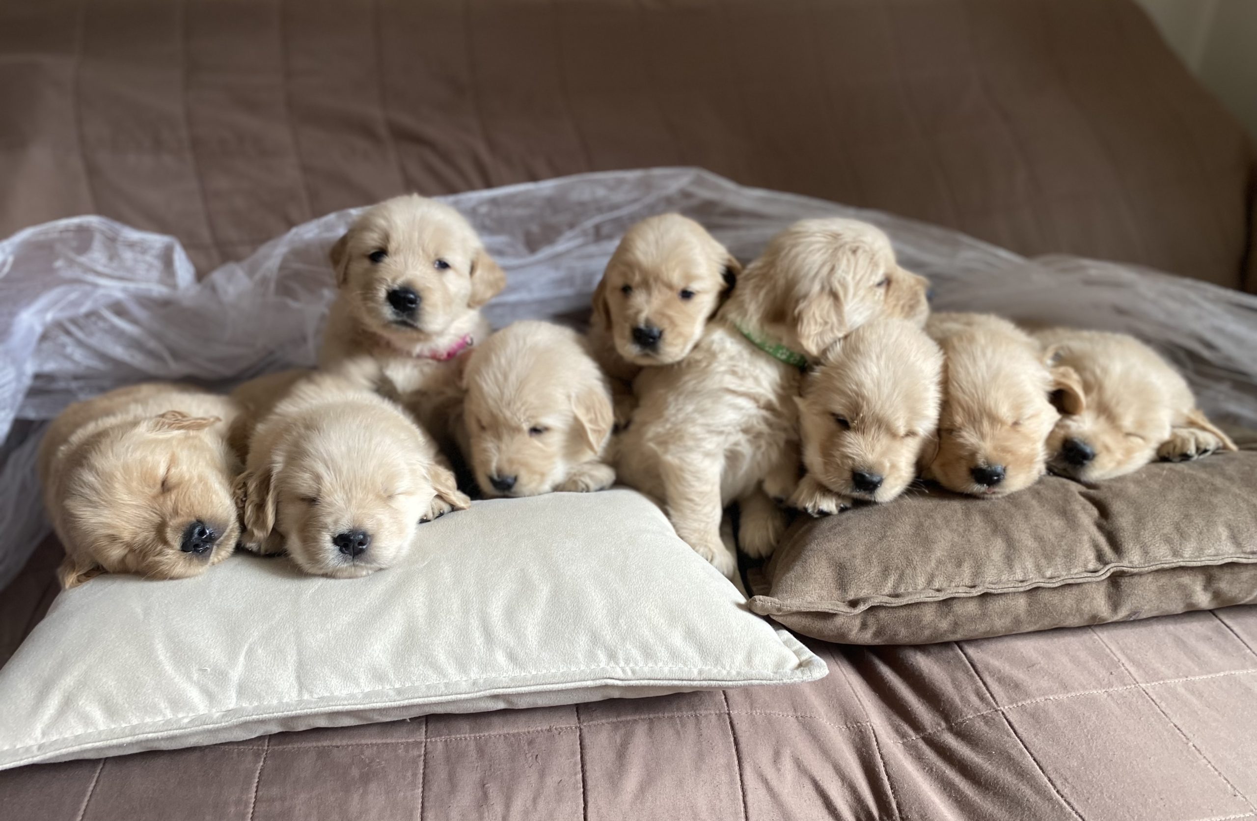Cuccioli Golden Retriever Americano 100%