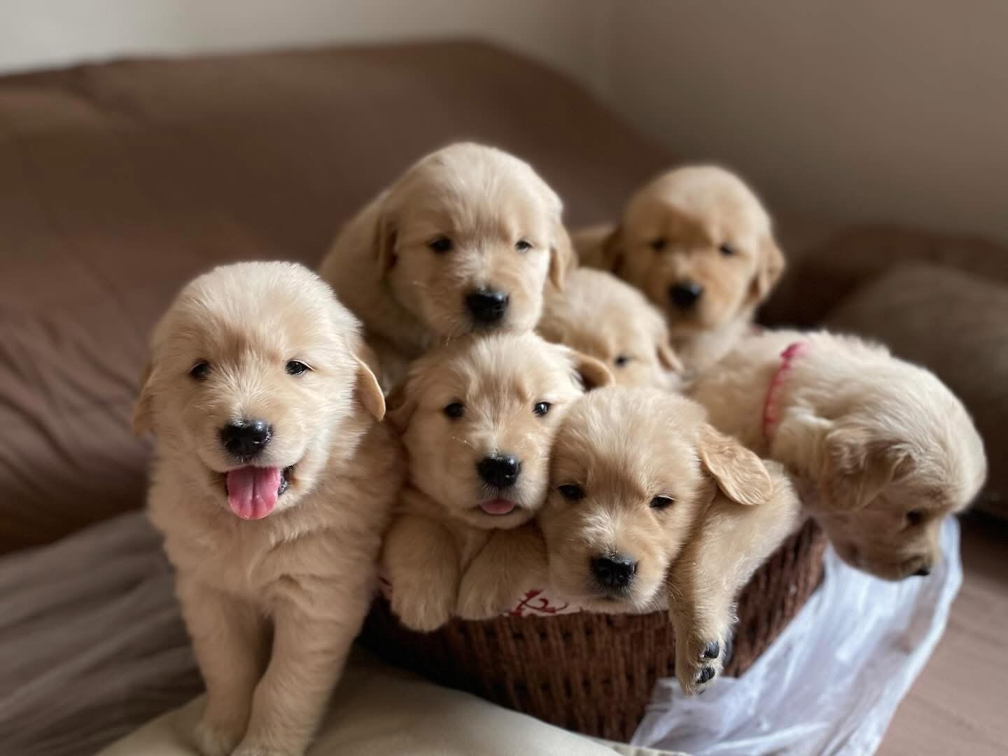 Cuccioli Golden Retriever Americano 100%