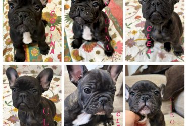Cuccioli di Bulldog Francese disponibili