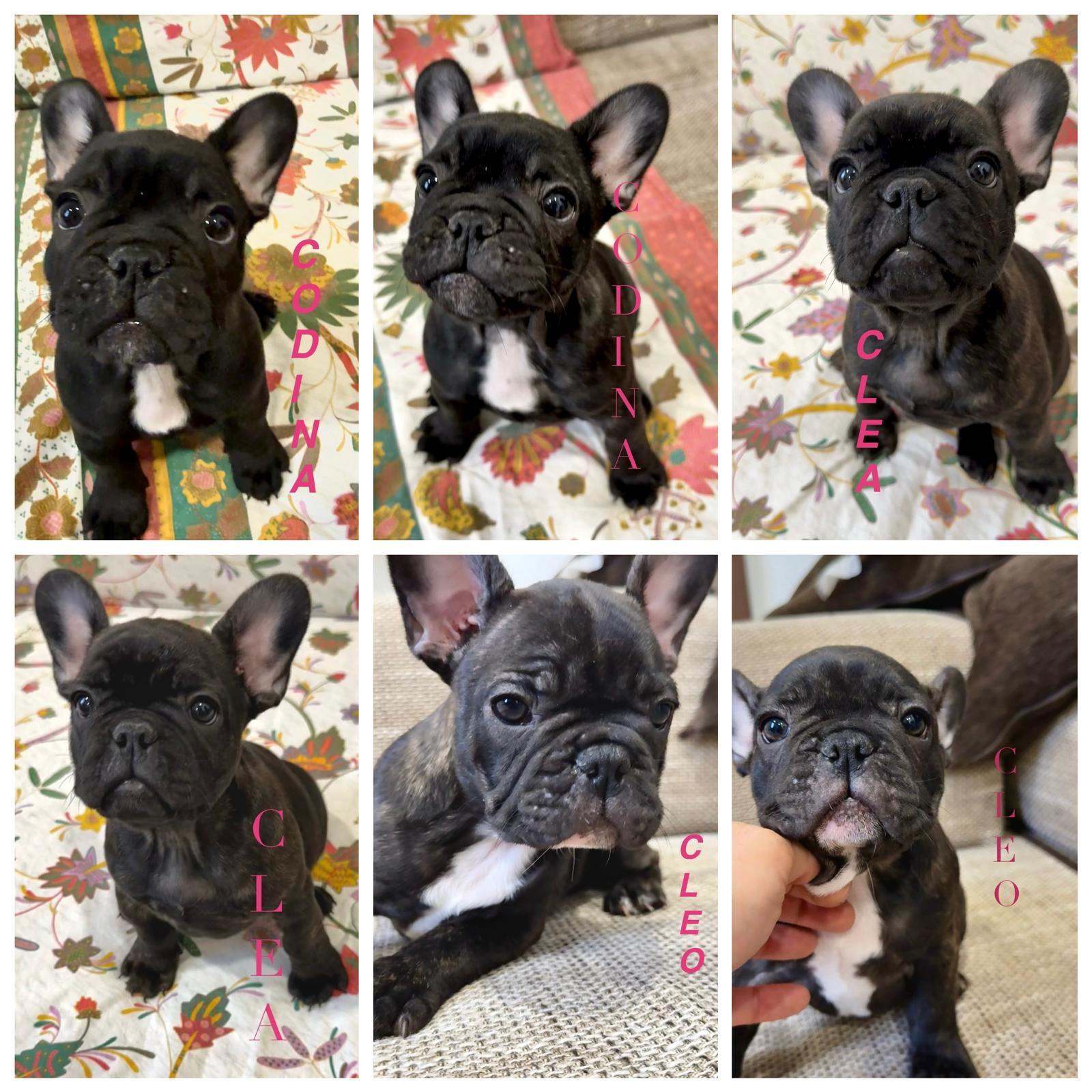 Cuccioli di Bulldog Francese disponibili