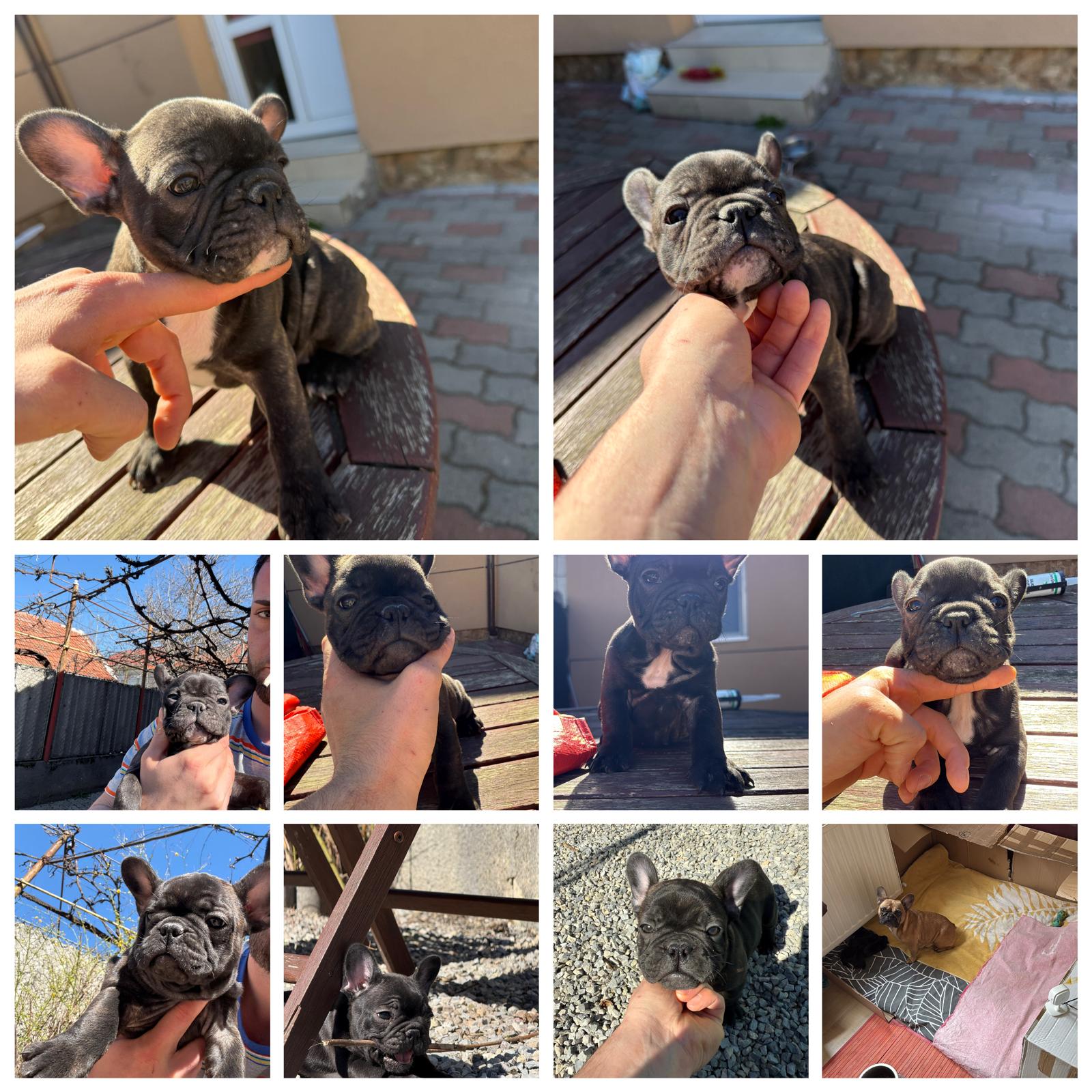 Cuccioli di Bulldog Francese disponibili