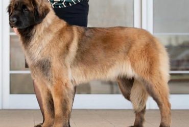 Cuccioli di Leonberger