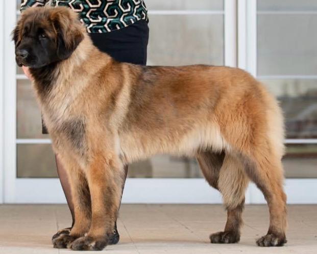 Cuccioli di Leonberger