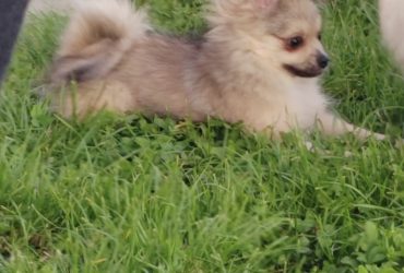 Volpino cucciolo