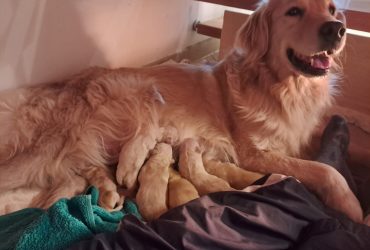 Cuccioli di Golden Retriever