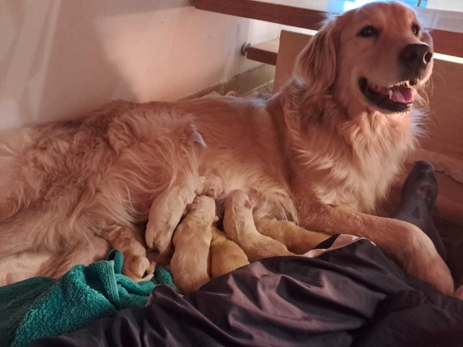 Cuccioli di Golden Retriever