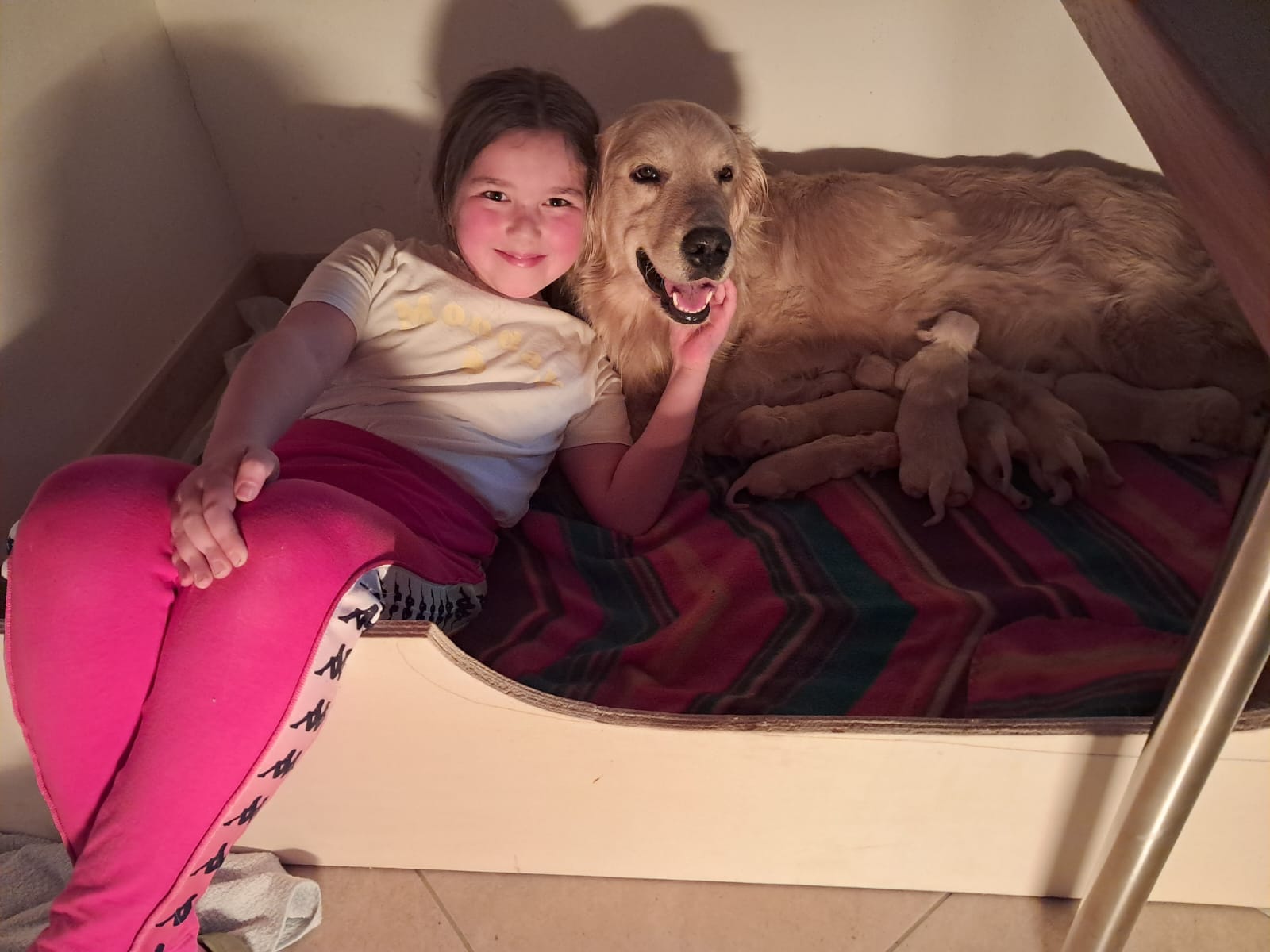 Cuccioli di Golden Retriever