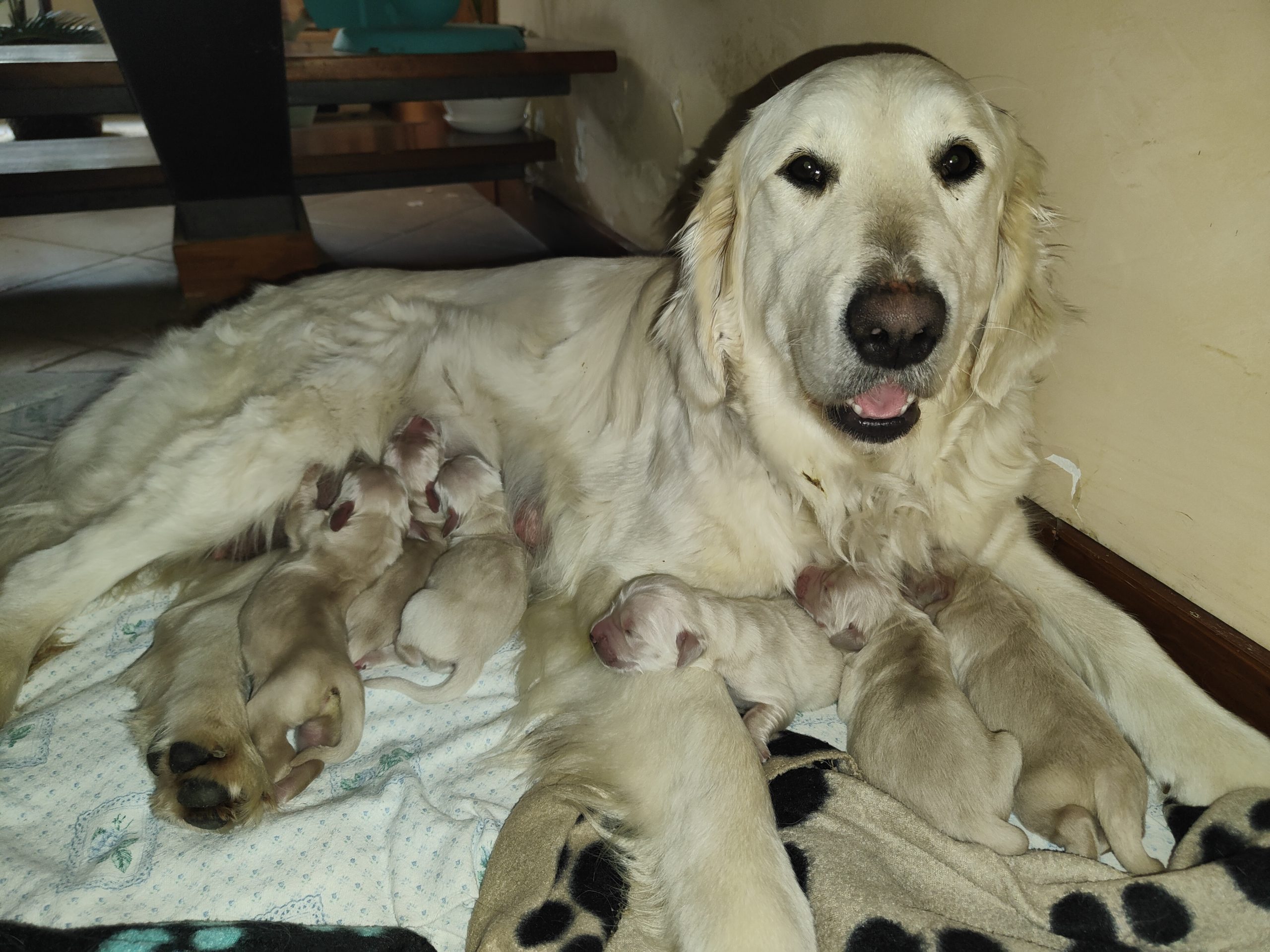 Cuccioli Golden retriever linea inglese