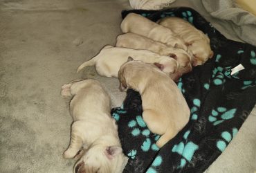 Cuccioli Golden retriever linea inglese
