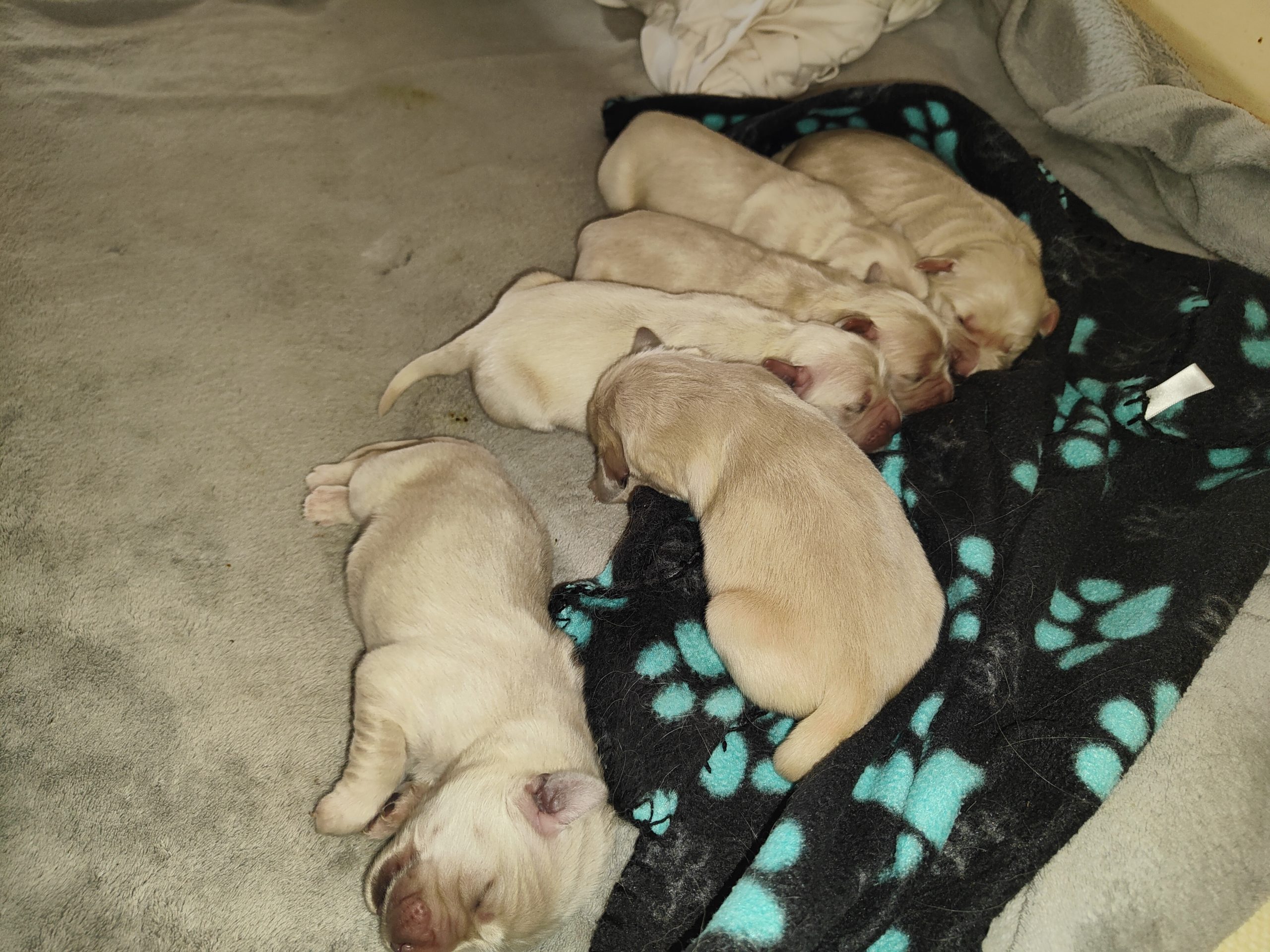 Cuccioli Golden retriever linea inglese