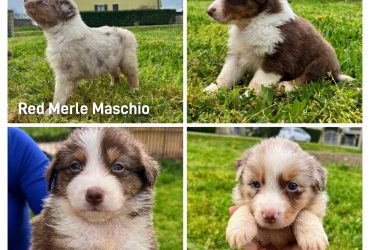 Bellissima cucciolata
