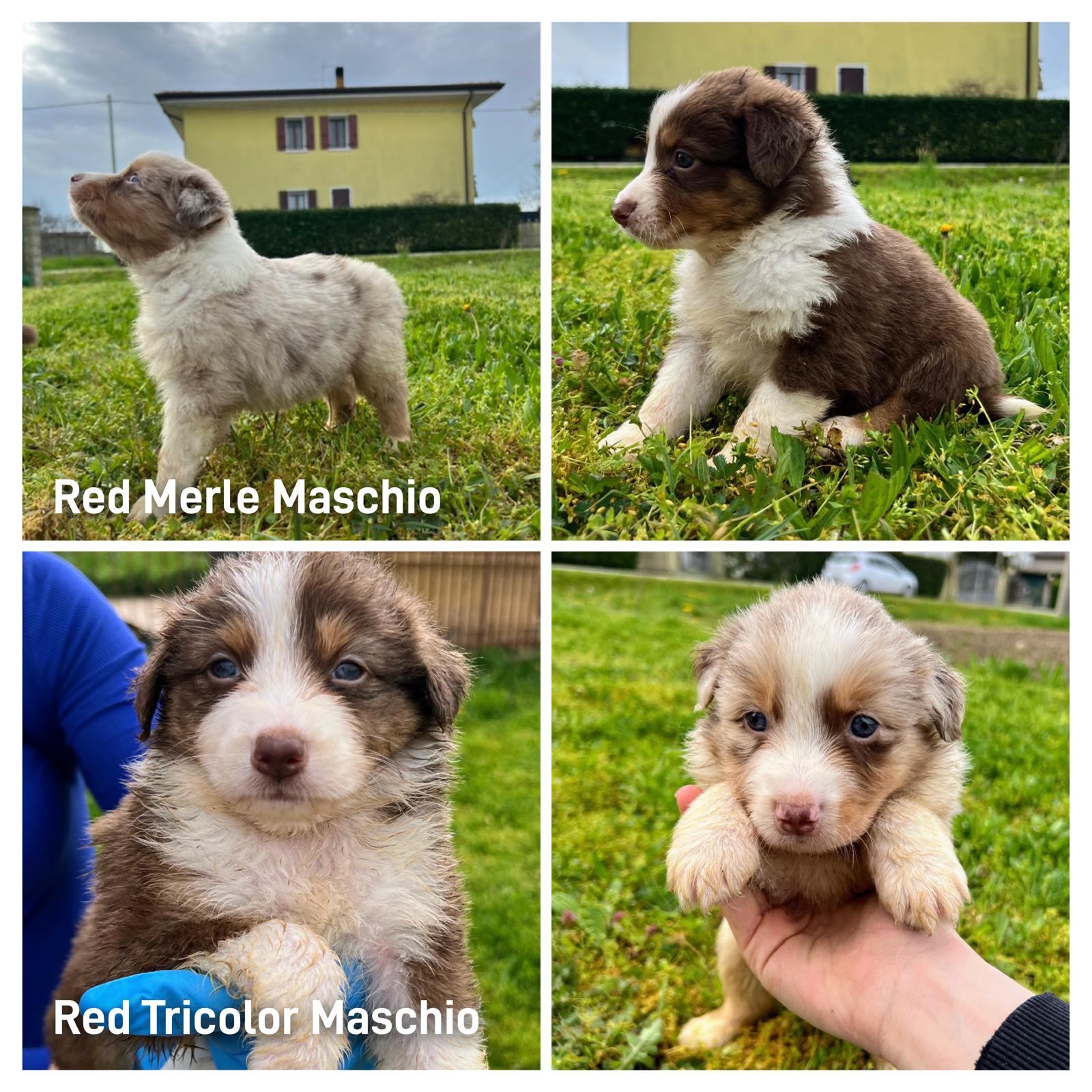 Bellissima cucciolata
