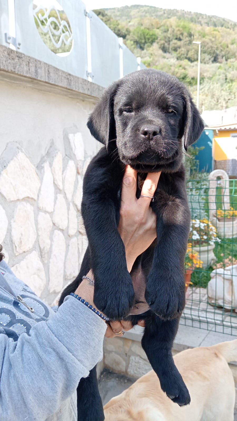 labrador maschi neri