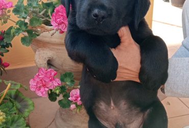 labrador maschi neri