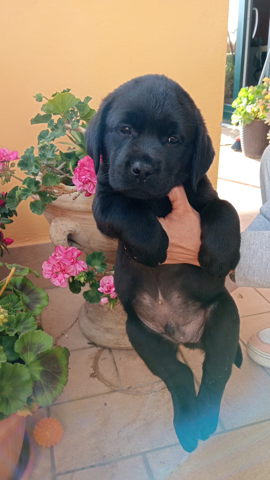labrador maschi neri