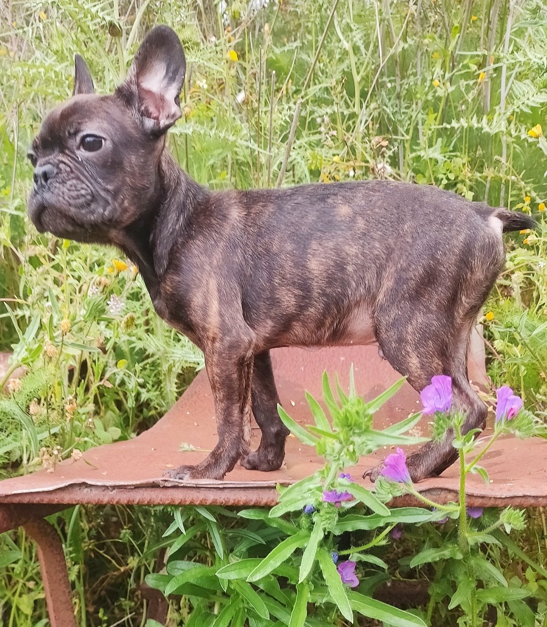 Bulldog Francese Cucciolo