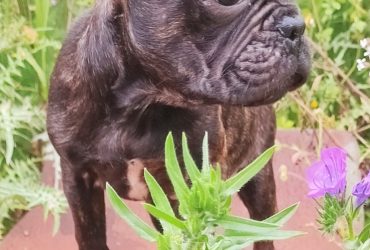 Bulldog Francese Cucciolo