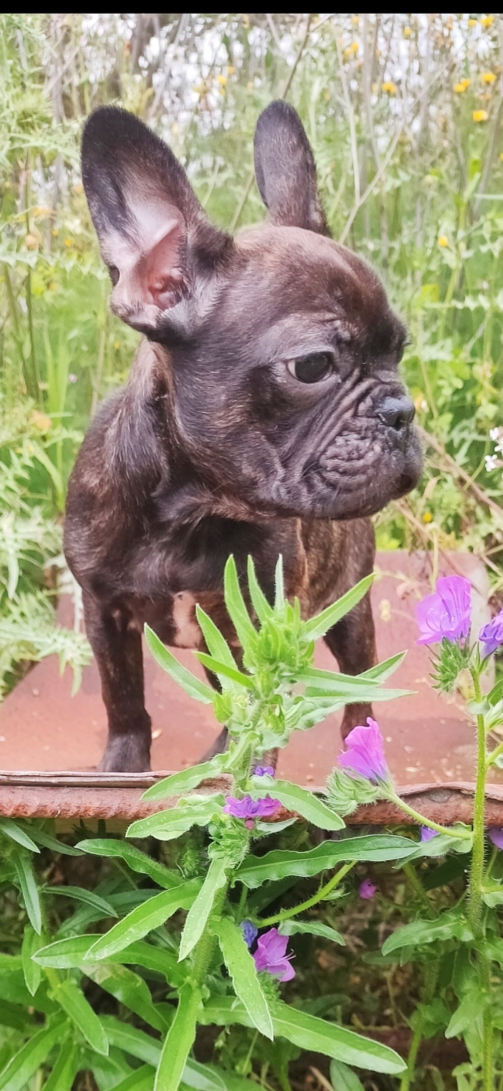 Bulldog Francese Cucciolo