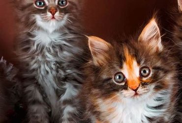 Gattini Maine Coon con pedigree registrati presso il GCCF