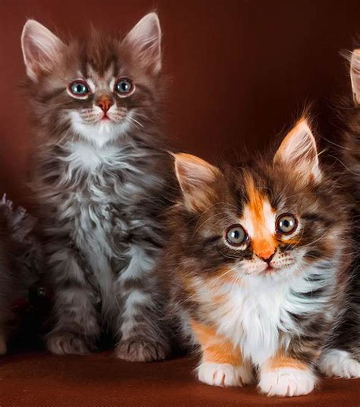 Gattini Maine Coon con pedigree registrati presso il GCCF