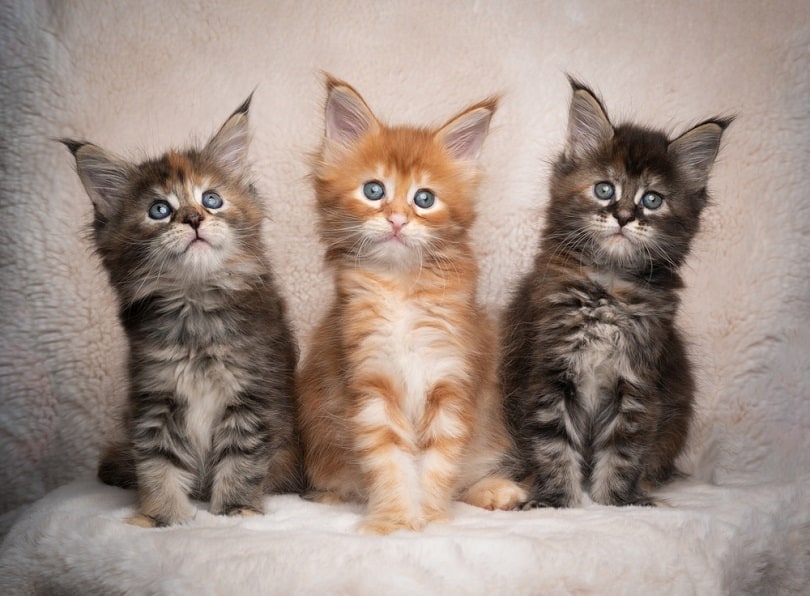 Gattini Maine Coon con pedigree registrati presso il GCCF