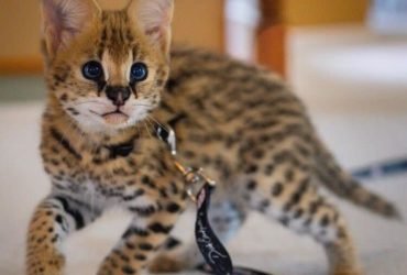 African Serval Kittens