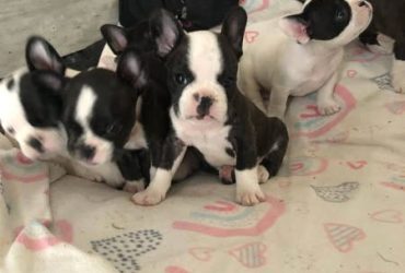 CUCCIOLI DI BULLDOG FRANCESE DI QUALITÀ, CON SALUTE CONTROLLATA, KC