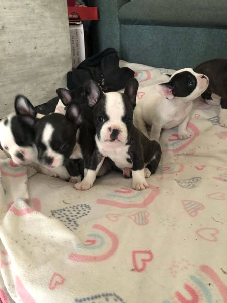 CUCCIOLI DI BULLDOG FRANCESE DI QUALITÀ, CON SALUTE CONTROLLATA, KC