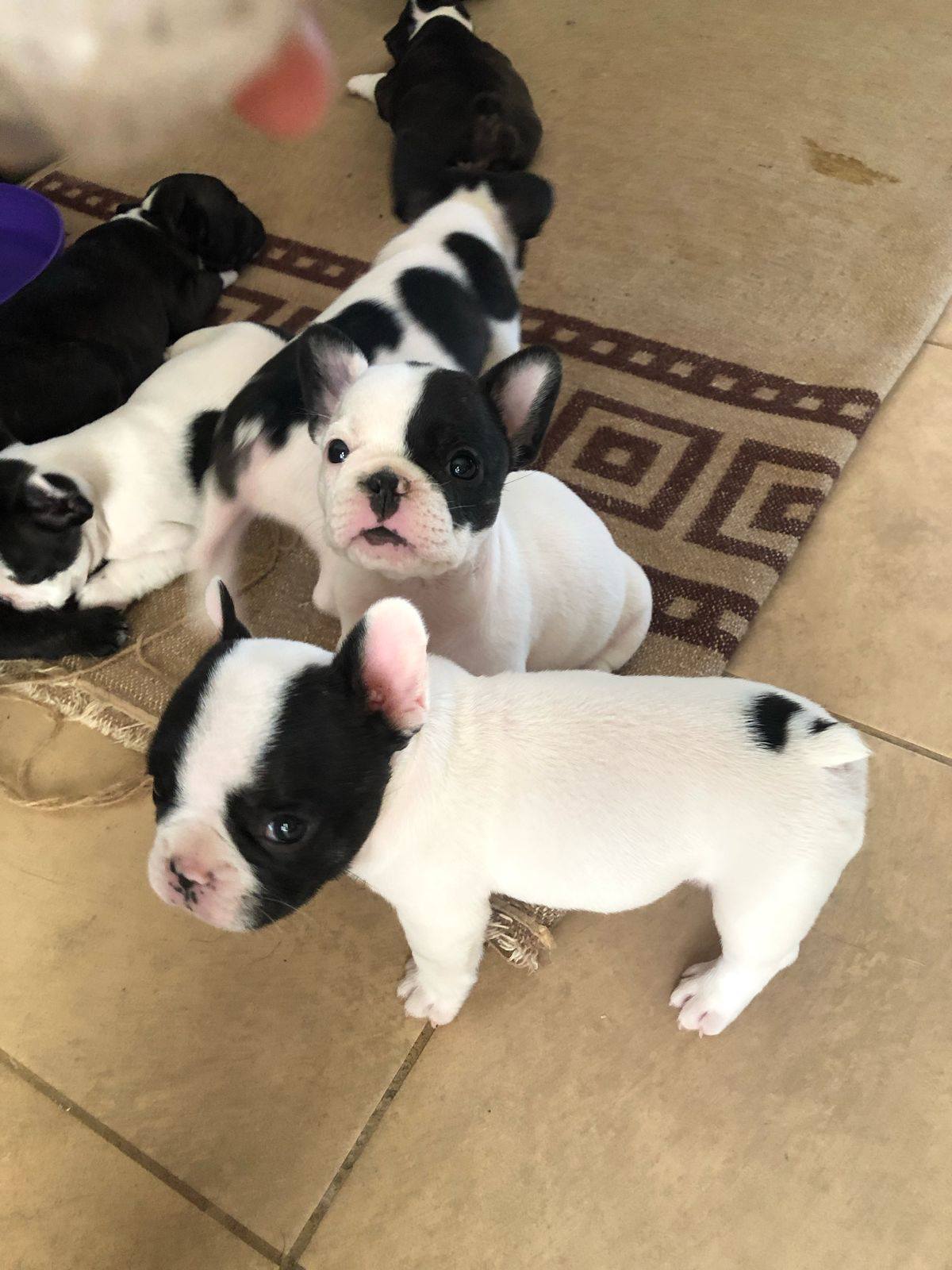 CUCCIOLI DI BULLDOG FRANCESE DI QUALITÀ, CON SALUTE CONTROLLATA, KC