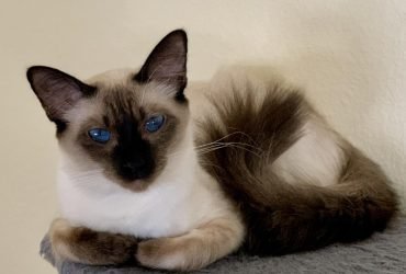 Balinese Kittens