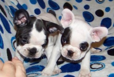 Cuccioli di bulldog francese in regalo