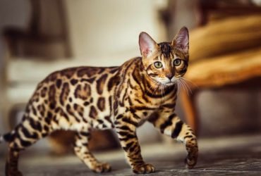 Snow/Charcoal/Silver/Brown Bengal Kittens
