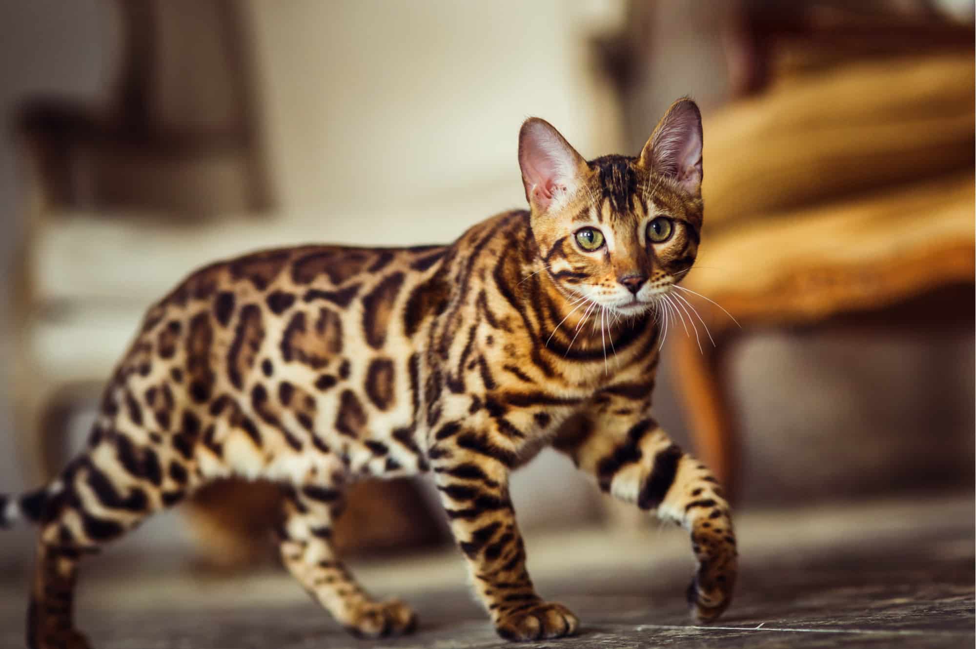 Snow/Charcoal/Silver/Brown Bengal Kittens