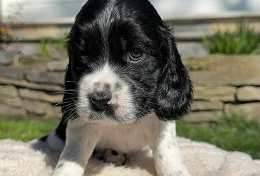 CUCCIOLA DI COCKER