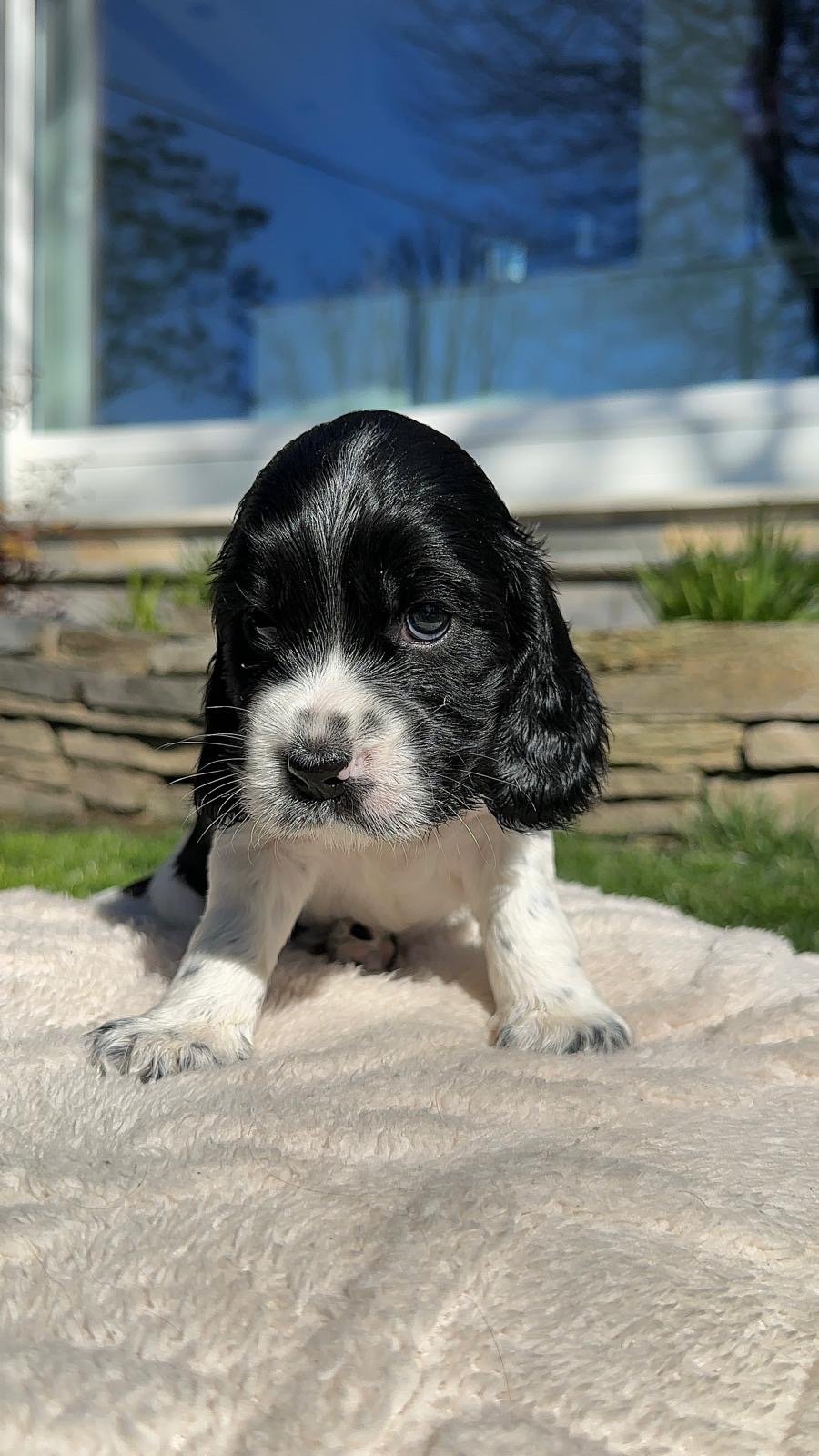 CUCCIOLA DI COCKER