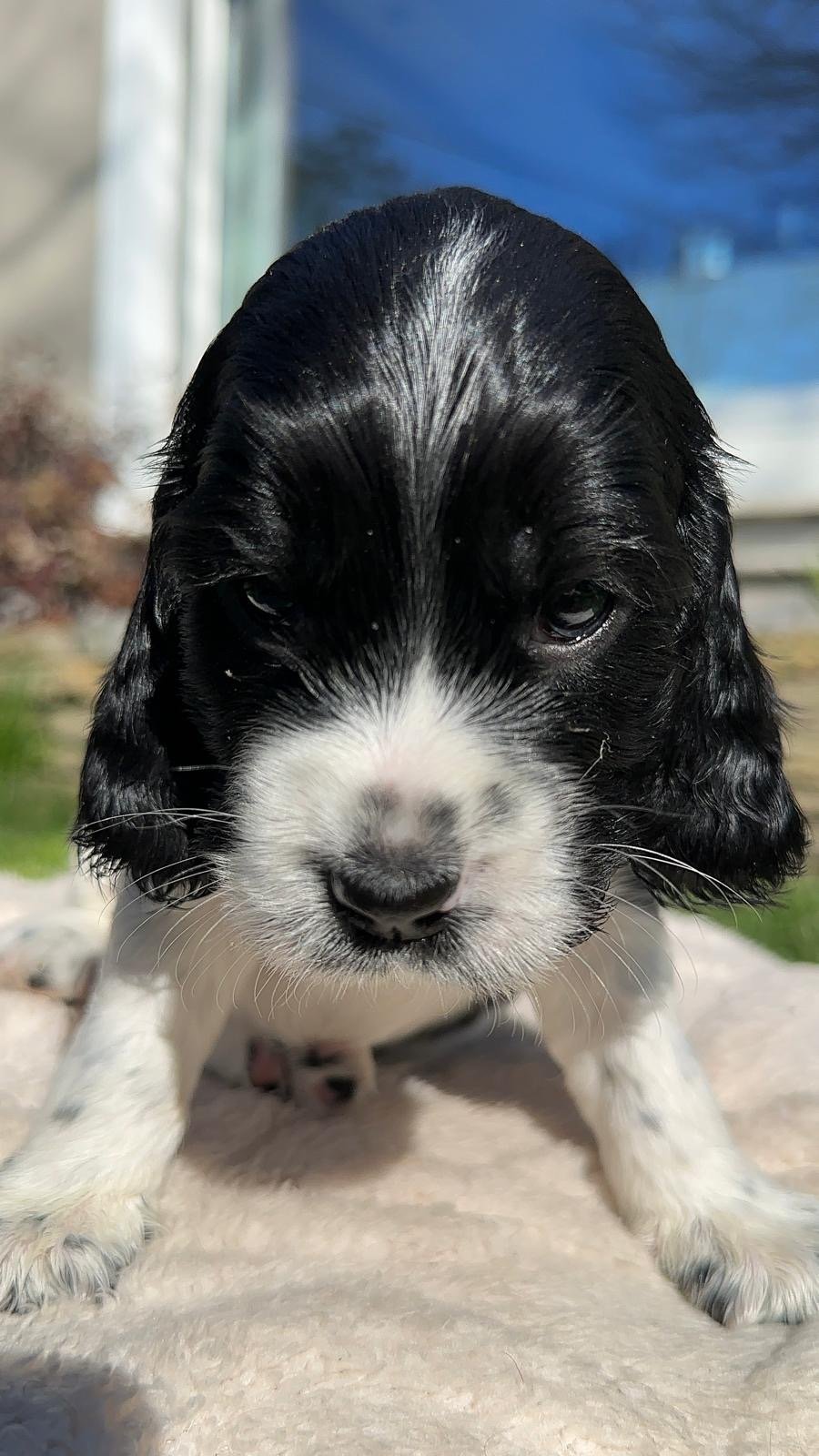 CUCCIOLA DI COCKER
