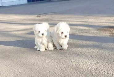 Regalo Bellissimi cuccioli maltesi disponibili subito per ladozione